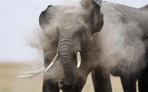 An elephant plays in the dust after cooling in a pond during a census at the Amboseli National Park, 290 km (188 miles) southeast of Kenya's capital Nairobi, October 9, 2013. PHOTO BY REUTERS/Thomas Mukoya