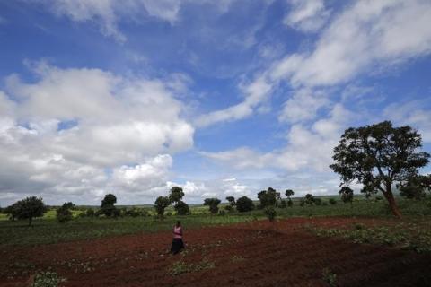 Malawian subsistence farmer Rozaria Hamiton plants sweet potatoes near the capital Lilongwe, Malawi, February 1, 2016. PHOTO BY REUTERS/Mike Hutchings