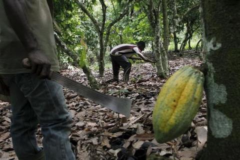 Farmers work in a cocoa farm at Guire, a village of Soubre, in southwestern Ivory Coast, June 11, 2015. PHOTO BY REUTERS/Luc Gnago