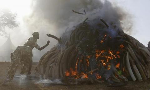 Kenya Wildlife Service rangers burn 15 tonnes of ivory confiscated from smugglers and poachers to mark the World Wildlife Day at the Nairobi National Park, March 3, 2015. PHOTO BY REUTERS/Thomas Mukoya