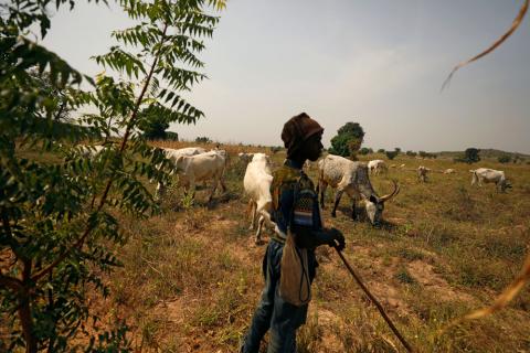 A Fulani shepherd stands at the boundary of a farm watching over grazing cattle in Paiko, Niger State, Nigeria, November 27, 2018. PHOTO BY REUTERS/Afolabi Sotunde