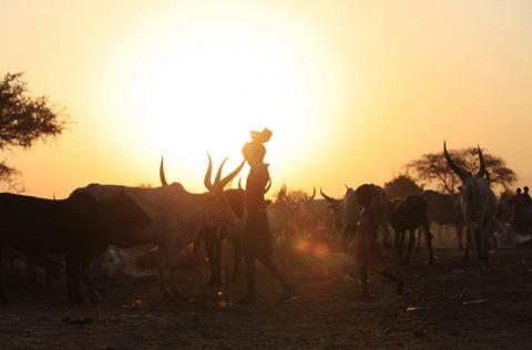 Girls displaced by the unrest in Bor county walk past cattle in Minkaman, in Awerial county, Lakes state, January 14, 2014. More than three weeks of fighting between government forces and rebels loyal to former vice president Riek Machar have killed more than 1,000 people and driven 230,000 from their homes and forced a cut in oil production. PHOTO BY REUTERS/Andreea Campeanu