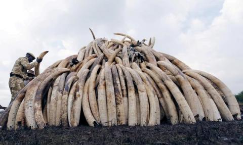 A Kenya Wildlife Service (KWS) ranger stacks elephant tusks, part of an estimated 105 tonnes of confiscated ivory to be set ablaze, on a pyre at Nairobi National Park near Nairobi, Kenya. PHOTO BY REUTERS/Thomas Mukoya