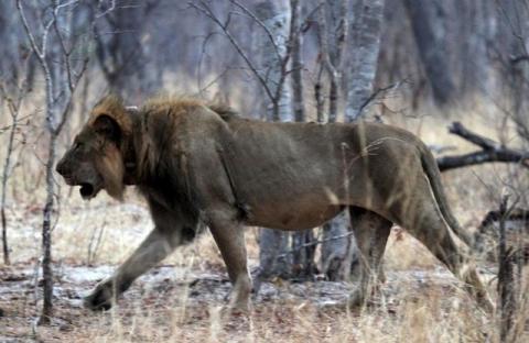 A lion wears a tracking collar as it walks inside Zimbabwe's Hwange National Park in Hwange, October 15, 2015. PHOTO BY REUTERS/Philimon Bulawayo