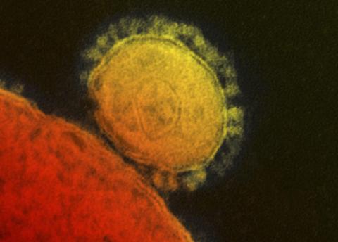The Middle East respiratory syndrome (MERS) coronavirus is seen in an undated transmission electron micrograph from the National Institute for Allergy and Infectious Diseases (NIAID)