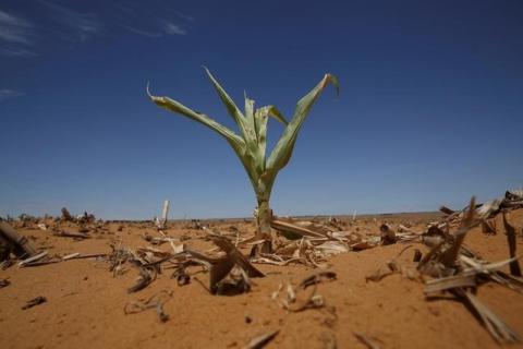 A maize plant is seen among other dried maize at a field in Hoopstad, a maize-producing district in the Free State province, South Africa, January 13, 2016. PHOTO BY REUTERS/Siphiwe Sibeko