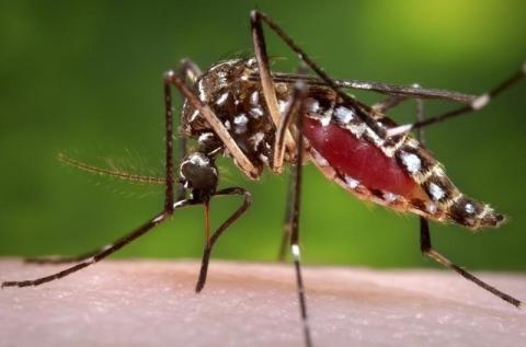 A female Aedes aegypti mosquito is shown in this photograph released to Reuters on October 30, 2013. PHOTO BY REUTERS/James Gathany
