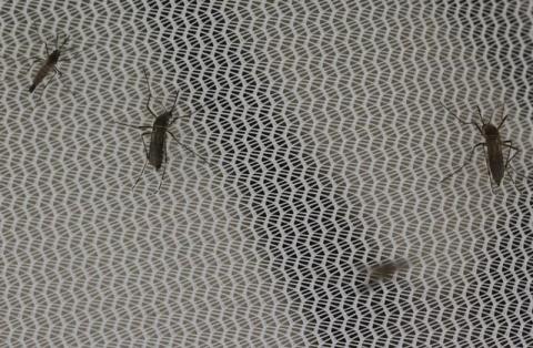 Aedes aegypti mosquitoes are seen inside the International Atomic Energy Agency's (IAEA) insect pest control laboratory in Seibersdorf, Austria, February 10, 2016. PHOTO BY REUTERS/Leonhard Foeger