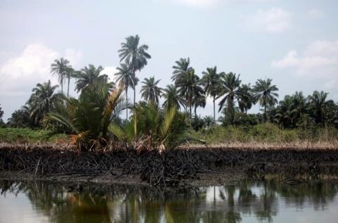 An oil slick clots the bottom of mangroves in Bodo creek in Ogoniland, near Nigeria's oil hub city of Port Harcourt, December 4, 2012. PHOTO BY REUTERS/Akintunde Akinleye