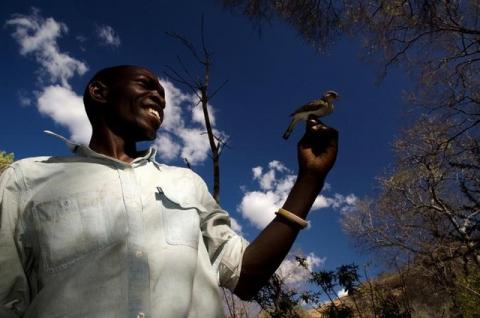 Yao honey-hunter Orlando Yassene holds a wild greater honeyguide female, temporarily captured for research, in the Niassa National Reserve, Mozambique, July 21, 2016. PHOTO BY REUTERS/Claire Spottiswoode