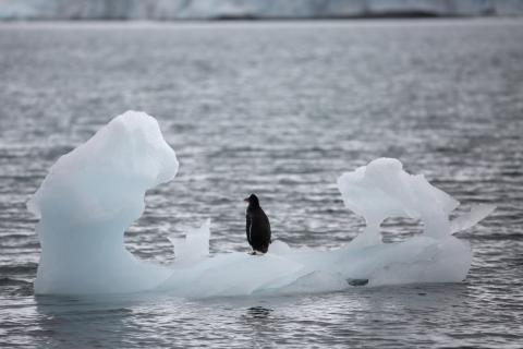 A penguin stands on an iceberg in Yankee Harbour, Antarctica, February 18, 2018. PHOTO BY REUTERS/Alexandre Meneghini