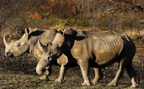 Rhinos are seen at the Mafikeng Game Reserve in South Africa's North West province, November 11, 2010. PHOTO BY REUTERS/Siphiwe Sibeko