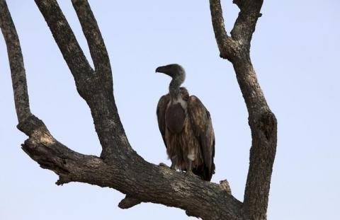 An African White Backed Vulture sits on a tree in the Serengeti National Park plains, August 18, 2012. PHOTO BY REUTERS/Noor Khamis