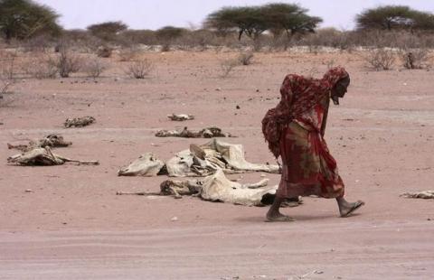 A woman walks past carcasses of cattle in the drought-stricken Eladow area in Wajir, northeastern Kenya, August 4, 2011. The drought, the worst in decades, has affected about 12 million people across the Horn of Africa. PHOTO BY REUTERS/Stringer