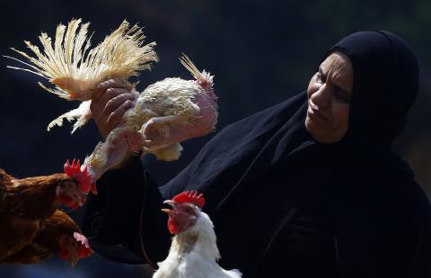 A woman examines a live chicken before buying it on the outskirts of Cairo, December 4, 2014. PHOTO BY REUTERS/Amr Abdallah Dalsh