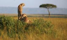 A cheetah and her cubs observe the plains in Masai Mara game reserve in a file photo. PHOTO BY REUTERS/Radu Sigheti