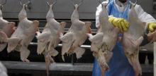 Slaughtered chickens hang from hooks. PHOTO BY REUTERS/Paulo Whitaker