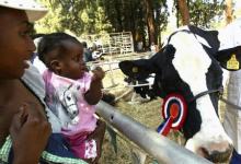 A Zimbabwean woman holds her child as they look at a dairy cow on sale at the Harare Agricultural Show in a file photo. PHOTO BY REUTERS/Philimon Bulawayo