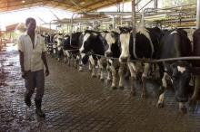A Zimbabwean farm worker passes next to Friesen cows waiting to be milked at Lonely Park farm north of Harare in a file photo. PHOTO BY REUTERS