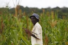 A farmer walks through his field of maize during a visit by a home-based care team in Chikonga village, close to the town of Chikuni in the south of Zambia, February 21, 2015. PHOTO BY REUTERS/Darrin Zammit Lupi
