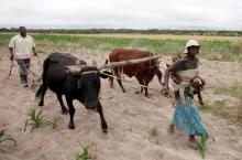 Communal farmers cultivate maize crops in Mvuma district, Masvingo, Zimbabwe, January 26, 2016. PHOTO BY REUTERS/Philimon Bulawayo