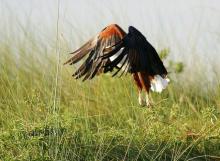 A male African fish eagle flies in the Okavango Delta in Botswana. PHOTO BY REUTERS