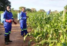 Agricultural officials spray maize plants affected by armyworms in Keembe district, Zambia, January 6, 2017. PHOTO BY REUTERS/Jean Mandela