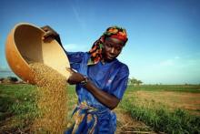 A woman sorts millet at a farming village outside Niger's capital Niamey in a file photo. PHOTO BY REUTERS/Finbarr O'Reilly
