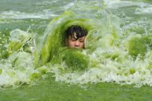 A boy plays on a algae-covered beach in Qingdao, Shandong province, China, July 18, 2016. PHOTO BY REUTERS/Stringer