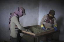 A 29-year old women (R) and her 13-year-old relative (who asked to withhold their names) work sifting cannabis inside a garage in the Bekaa valley, Lebanon, November 1, 2015. PHOTO BY REUTERS/Alia Haju