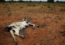 The carcass of a cow lies in a field in Disaneng village outside Mafikeng, South Africa, January 28, 2016. PHOTO BY REUTERS/Sydney Seshibedi