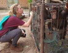 WARA Conservation Project Coordinator Charlotte Houpline looks at chimpanzees in a cage in a private zoo in Kindia, Guinea. PHOTO BY REUTERS/WARA Conservation Project