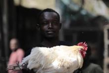 A man poses with a chicken at a local market in Gombe state, January 30, 2015. PHOTO BY REUTERS/ Afolabi Sotunde