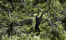 A chimp swings from a branch at the Jane Goodall Institute Chimpanzee Eden sanctuary in a file photo. PHOTO BY REUTERS/Rogan Ward