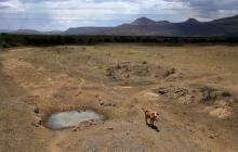 A cow is seen near a dry river outside Utrecht, a small town in the northwest of KwaZulu-Natal, November 8, 2015. PHOTO BY REUTERS/Siphiwe Sibeko