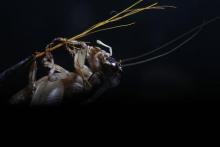 A cricket hangs on a straw stick, a cricket handler's equipment for making the insects aggressive and fight in cricket fighting, in Beijing, September 17, 2013. PHOTO BY REUTERS/Kim Kyung-Hoon