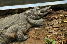 A West African Slender-snouted Crocodile (Mecistops cataphractus) is pictured in its enclosure at the zoo of Abidjan, Ivory Coast, September 9, 2016. PHOTO BY REUTERS/Luc Gnago