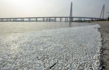 Dead fish are seen on the banks of Haihe river at Binhai new district in Tianjin, China, August 20, 2015. PHOTO BY REUTERS/Stringer