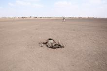 A man walks near a carcass of a dead cow in Farado Kebele, one of the drought-stricken regions in Ethiopia, January 26, 2016. PHOTO BY REUTERS/Tiksa Negeri