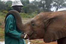 An elephant keeper interacts with an orphaned elephant during feeding time at the David Sheldrick Wildlife Trust Elephant Orphanage in Nairobi National Park, near Kenya's capital Nairobi