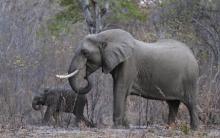 Elephants graze inside Zimbabwe's Hwange National Park, August 1, 2015. PHOTO BY REUTERS/Philimon Bulawayo