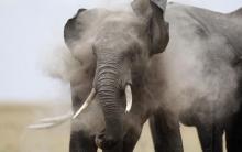 An elephant plays in the dust after cooling in a pond during a census at the Amboseli National Park, 290 km (188 miles) southeast of Kenya's capital Nairobi, October 9, 2013. PHOTO BY REUTERS/Thomas Mukoya
