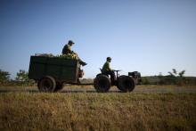 Farmer Wilber Sanchez, 30, (R), drives a tractor near San Antonio de los Banos, carrying corn to be sold to small shops, on the highway in Artemjsa province, Cuba, April 13, 2016. PHOTO BY REUTERS/Alexandre Meneghini