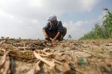 A farmer works at his farmland of Fayoum, southwest of Cairo, Egypt, October 27, 2019. PHOTO BY REUTERS/Amr Abdallah Dalsh