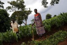 Malawian subsistence farmers Simon Sikazwe (L) and Cecelia Kazibuta (R) stand beside communal maize fields in Dowa near the capital Lilongwe, February 3, 2016. PHOTO BY REUTERS/Mike Hutchings