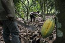 Farmers work in a cocoa farm at Guire, a village of Soubre, in southwestern Ivory Coast, June 11, 2015. PHOTO BY REUTERS/Luc Gnago