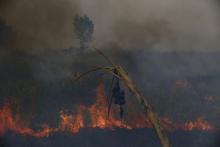 The remnants of a banana tree is pictured as thick smoke rises while a fire burns a forest at north Indralaya village in Ogan Ilir Regency, Indonesia's South Sumatra province, September 13, 2015. PHOTO BY REUTERS/Beawiharta
