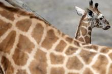A newborn giraffe is pictured in his enclosure at Pairi Daiza wildlife park, a zoo and botanical garden in Brugelette, Belgium, May 25, 2015. PHOTO BY REUTERS/Francois Lenoir