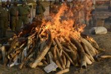 Conservation officials look on as they burn 2.5 tonnes of seized ivory and rhino horn in Maputo, July 6, 2015. PHOTO BY REUTERS/Grant Lee Neuenburg