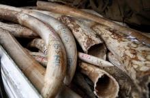 Elephant tusks are loaded on a pick-up truck at the Kenya Wildlife Service (KWS) headquarters as part of an estimated 106 tonnes of confiscated ivory to be set ablaze in Kenya's capital Nairobi, April 15, 2016. PHOTO BY REUTERS/Thomas Mukoya